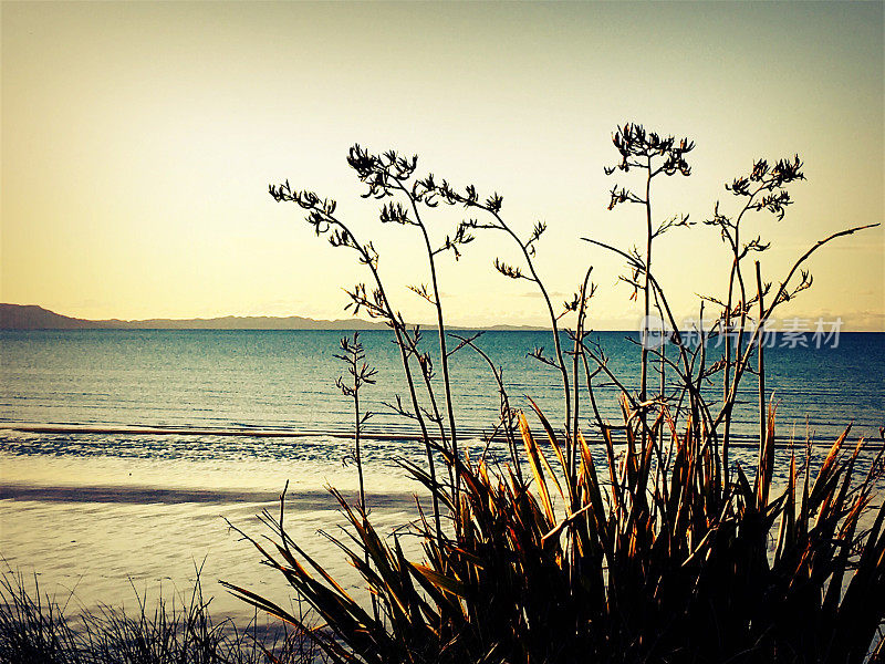 New Zealand / Aotearoa by Sunset;黄昏的Harakeke (Phormium)